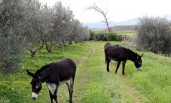 روسيا  تواجهُ المسيرات الأوكرانية بالحمير